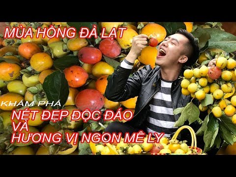 Mê mải ngắm mùa hồng giòn Đà Lạt